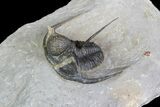 Bumpy Cyphaspis Trilobite - Ofaten, Morocco #92922-2